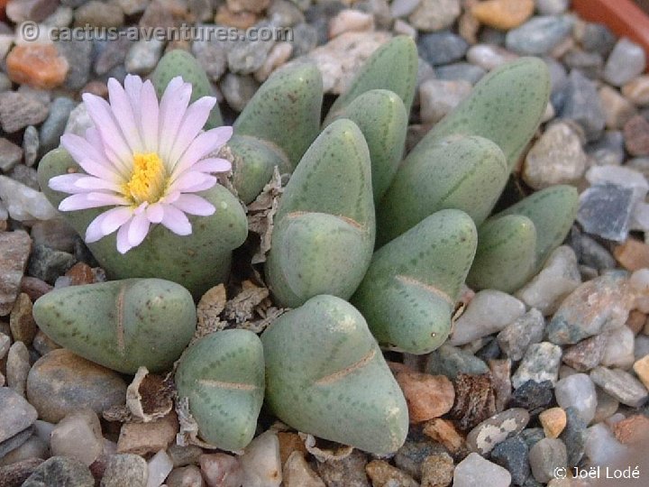 Conophytum blandum Dscf4374